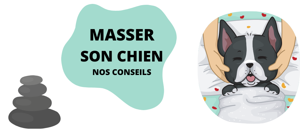 4 choses à savoir avant de masser votre chien
