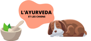 Lire la suite à propos de l’article L’ayurveda et les chiens