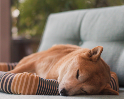 Nos massages canins : massage détente