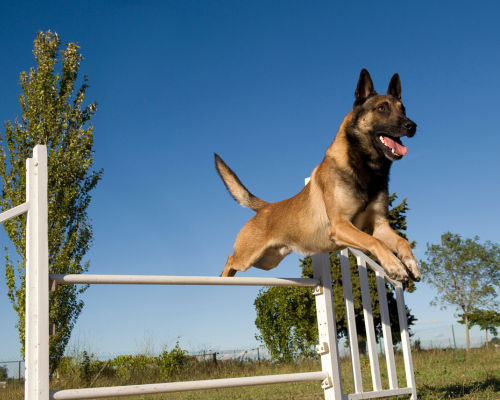 Nos massages canins : massage du chien sportif